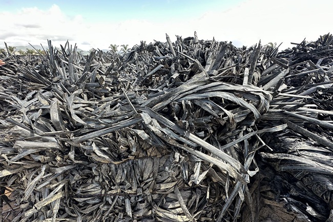 GreenMax línea de lavado para plásticos LDPE entra en operación en planta de Malasia