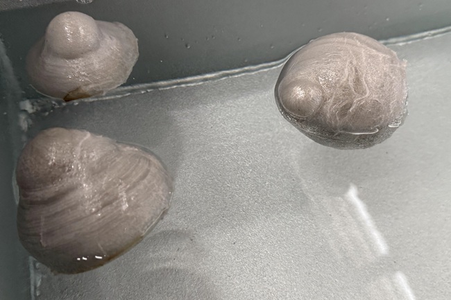 Cómo gestionar los residuos de productos de poliestireno en la ciudad